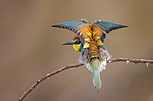 European Bee-eater (Merops apiaster) perched on a branch, Saxony-Anhalt, Germany