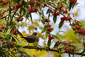 Blackbird (Turdus merula) male eating berries in autumn, domaine du Charmois park, vandoeuvre-les-nancy, Lorraine, France