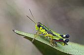 Green Mountain Grasshopper (Miramella alpina) male on a bilberry leaf, near Rainkopf, Vosges ridges, hautes chaumes, France