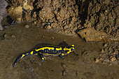 Spotted salamander (Salamandra salamandra) in the water, Vallon de Bellefontaine, Champigneulles, Lorraine, France