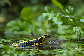 Spotted salamander (Salamandra salamandra) in the water, Vallon de Bellefontaine, Champigneulles, Lorraine, France