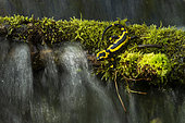 Spotted salamander (Salamandra salamandra) in the water, Vallon de Bellefontaine, Champigneulles, Lorraine, France