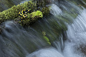 Spotted salamander (Salamandra salamandra) in the water, Vallon de Bellefontaine, Champigneulles, Lorraine, France