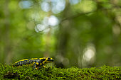 Spotted salamander (Salamandra salamandra) on moss, Vallon de Bellefontaine, Champigneulles, Lorraine, France