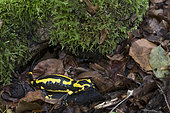Spotted salamander (Salamandra salamandra), Bellefontaine valley Champigneulles, Lorraine, France