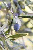 Frantoio olives on the tree