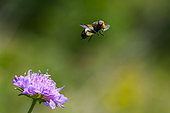 Pellucid Hoverfly (Volucella pellucens) in flight, on scabiosa, near the Rainkopf, Vosges, France