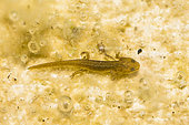 Palmated newt larva (Lissotriton helveticus), Jardin botanique Jean-Marie Pelt, Nancy, Lorraine, France