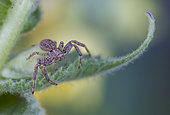 Crab spider (Xysticus cristatus), Bouxières aux Dames plateau, Lorraine, France