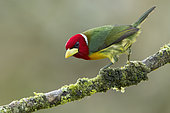 Red-headed Barbet (Eubucco bourcierii) male perched on a branch, Andes Mountains, Colombia