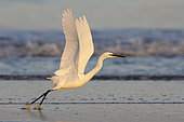 Little Egret (Egretta garzetta), side view of an individual taking off from the water, Campania, Italy