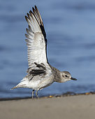 Grey Plover (Pluvialis squatarola), side view of an adult stretching its wings, Campania, Italy