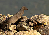 Egyptian mongoose (Herpestes ichneumon) in the Spain countryside