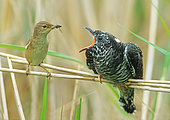 cuckoo (Cuculus canorus) been fed by a reed warbler (Acrocephalus scirpaceus), England