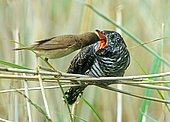 Cuckoo (Cuculus canorus) been fed by a reed warbler (Acrocephalus scirpaceus), England
