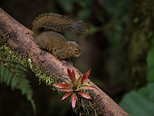Bang's Mountain Squirrel (Syntheosciurus brochus), Chiriqui Highlands, Panama