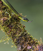 Talamanca Pit Viper (Bothriechis nigroviridis), Chiriqui Highlands, Panama