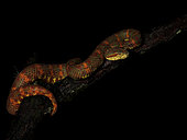 Eyelash Pit Viper (Bothriechis schlegeli), Chiriqui, Panama