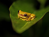 Hourglass Tree Frog (Dendropsophus ebraccatus), plain yellow morph, Bocas del Toro, Panama