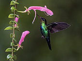 Fiery-throated Hummingbird (Panterpe insignis), feeding on endemic flower Columnea chiriquensis, Chiriqui Highlands, Panama