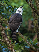 Ornate Hawk-Eagle (Spizaetus ornatus), juvenile, Chiriqui Highlands, Panama