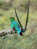 Quetzal resplendissant (Pharomachrus mocinno), mâle, Chiriqui Highlands, Panama