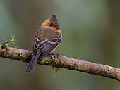 Tufted Flycatcher (Mitrephanes phaeocercus), Chiriqui Highlands, Panama