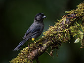 Yellow-thighed Brushfinch (Pselliophorus tibialis), Chiriqui Highlands, Panama