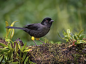 Yellow-thighed Brushfinch (Pselliophorus tibialis), Chiriqui Highlands, Panama