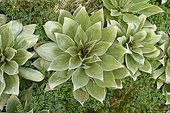 Silver-leaf daisy (Pleurophyllum hookeri) megaherb, Sandy Bay, Macquarie Island, New Zealand