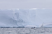 Killer whale (Orcinus orca) in front of the Ross ice-shelf in the Ross Sea, Antarctica
