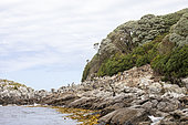 Shoreline of the Snares Islands in New Zealand