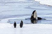 Orque épaulard (Orcinus orca) et Manchots empereurs (Aptenodytes forsteri) sur la banquise en mer de Ross, détroit de McMurdo, Antarctique