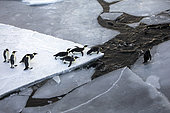 Emperor penguins (Aptenodytes forsteri) on pack ice in the Ross Sea, McMurdo Sound, Antarctica