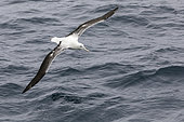 Southern royal albatross (Diomedea epomophora) in flight, Campbell Island, New Zealand