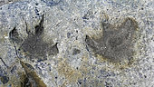 Dinosaur tracks, Boltodden, Spitsbergen, Svalbard, Arctic