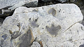 Dinosaur tracks, Boltodden, Spitsbergen, Svalbard, Arctic