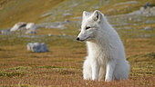 Arctic/white fox (Vulpes lagopus) on the tundra, Gnalodden, Hornsund, Spitsbergen, Arctic.