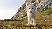 Arctic/white fox (Vulpes lagopus) on the tundra, Gnalodden, Hornsund, Spitsbergen, Arctic.