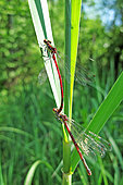 Large red damselfly (Pyrrhosoma nymphula), mating in a reedbed bordering a former gravel pit, in the Réserve Naturelle Nationale de la Robertsau et de la Wantzenau at the end of April, Alsace, France