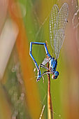 Goblet-marked Damselfly (Erythromma lindenii) caught in the web of a Reed Orweaver Spider (Larinioides cornutus), on the edge of a former gravel pit in late summer, in the Réserve Naturelle Nationale de la Robertsau et de la Wantzenau, Rhine Forest, Alsace, France