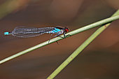 Red-eyed Damselfly (Erythromma najas) on the green stem of a grass, at the edge of an old gravel pit along the Rhine, at La Wantzenau in early summer, Alsace, France.