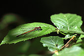 Large red damselfly (Pyrrhosoma nymphula) male on a Common Hazel (Corylus avellana) leaf, at the edge of a path, in the Robertsau and Wantzenau National Nature Reserve at the beginning of May, Alsace, France