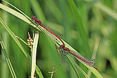 Damselflies (Pyrrhosoma nymphula), mating in the tall grasses bordering an old meander of the Rhine, at Robertsau in late spring. Alsace, France