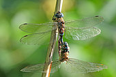 Migrant hawker (Aeshna mixta) mating on a stem of Common Reed (Phragmites australis), at the edge of a pond, in the Réserve Naturelle Nationale de la Robertsau et de la Wantzenau in autumn. Alsace, France