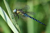 Male Migrant hawker (Aeshna mixta) on a leaf of Common Reed (Phragmites australis), on the edge of a former gravel pit, in the Rhine forest of La Wantzenau at the end of August. Alsace, France