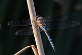 Migrant hawker male (Aeshna mixta) on a stem of Common Reed (Phragmites australis), on the edge of a pond at sunset, in the Robertsau and Wantzenau National Nature Reserve in late summer. Alsace, France