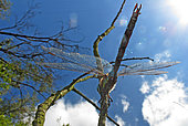 Migrant hawker (Aeshna mixta) in low-angle and backlight, on a dead branch, at the edge of a "Brunnenwasser", in the lower "Gründe" part of the Rhine forest. Alsace, France