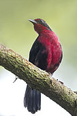 Rosy Thrush-Tanager (Rhodinocichla rosea) male, Panama