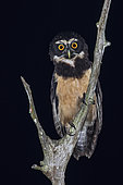 Spectacled Owl (Pulsatrix perspicillata) perched on a branch, Panama